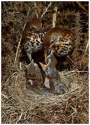 Song Thrushes