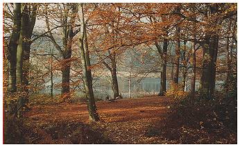 Dog Wood - Tatton Park in Autumn