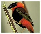 Orange Weaver Finch