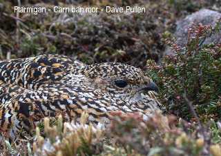 Ptarmigan - Dave Pullen