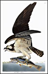 Ospey - Audubon
