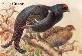 Black Grouse (tetrao tetrix)