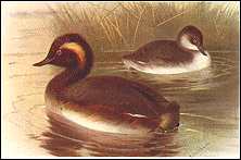 Black-necked Grebes