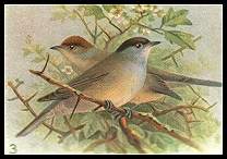 Blackcaps