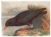 chough