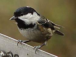 coal tit Rostherne. J. Somerville