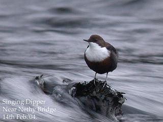 Dipper - Dave Pullan