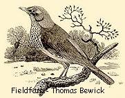 Fieldfare - Thomas Bewick