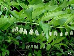 solomon's-seal