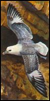 Fulmar