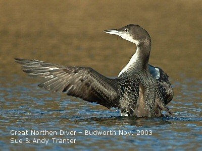 Great Northern Diver Budworth - Sue Tranter