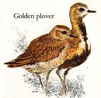 Golden Plovers