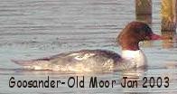 female goosander