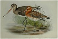 Blak-tailed Godwits