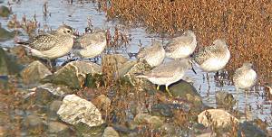 Grey Plover & Knots