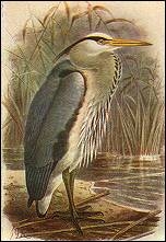 Grey Heron