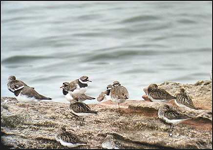 dunlin and ringed plovers