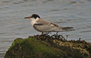 juvenile common tern hilbre 2004 acu