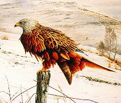 Red Kite