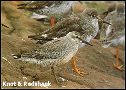 Knot and Redshank