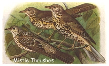 Mistle Thurushes