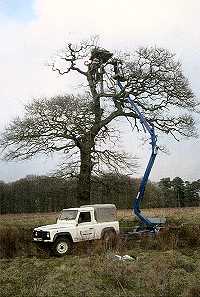 Ossprey tree - Tatton Park