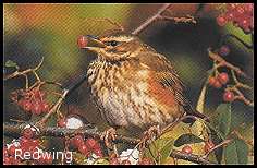 redwing