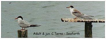 common terns at Seaforth