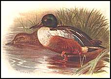 shoveler