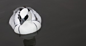 Smew