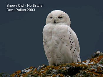 Snowy Owl North Uist - Dave Pullan
