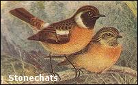 male & female Stonechats