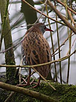 Water Rail - Budworth - Jill Thornley