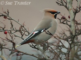 Waxwing - Sue Tranter