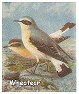 Wheatear