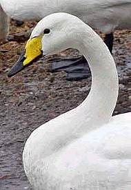 Whooper Swan - J.Somerville