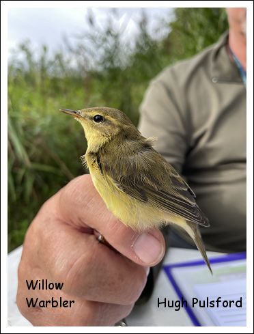 The Knutsford Ornithological Society - Latest News.