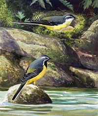 Grey Wagtails