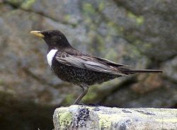 Ring Ouzel