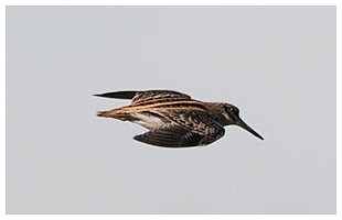 Jack Snipe