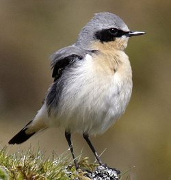 Wheatear