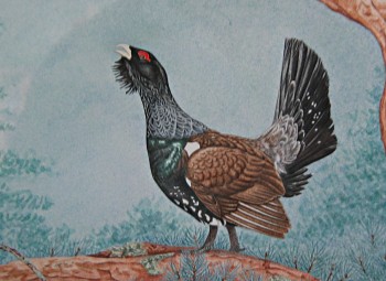 Capercaillie - Dave Pullen